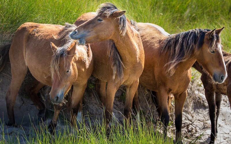 Wild Horses in Grass