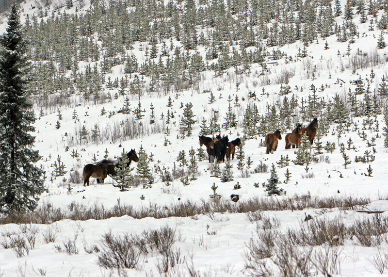 Wild Horses in Snow — White