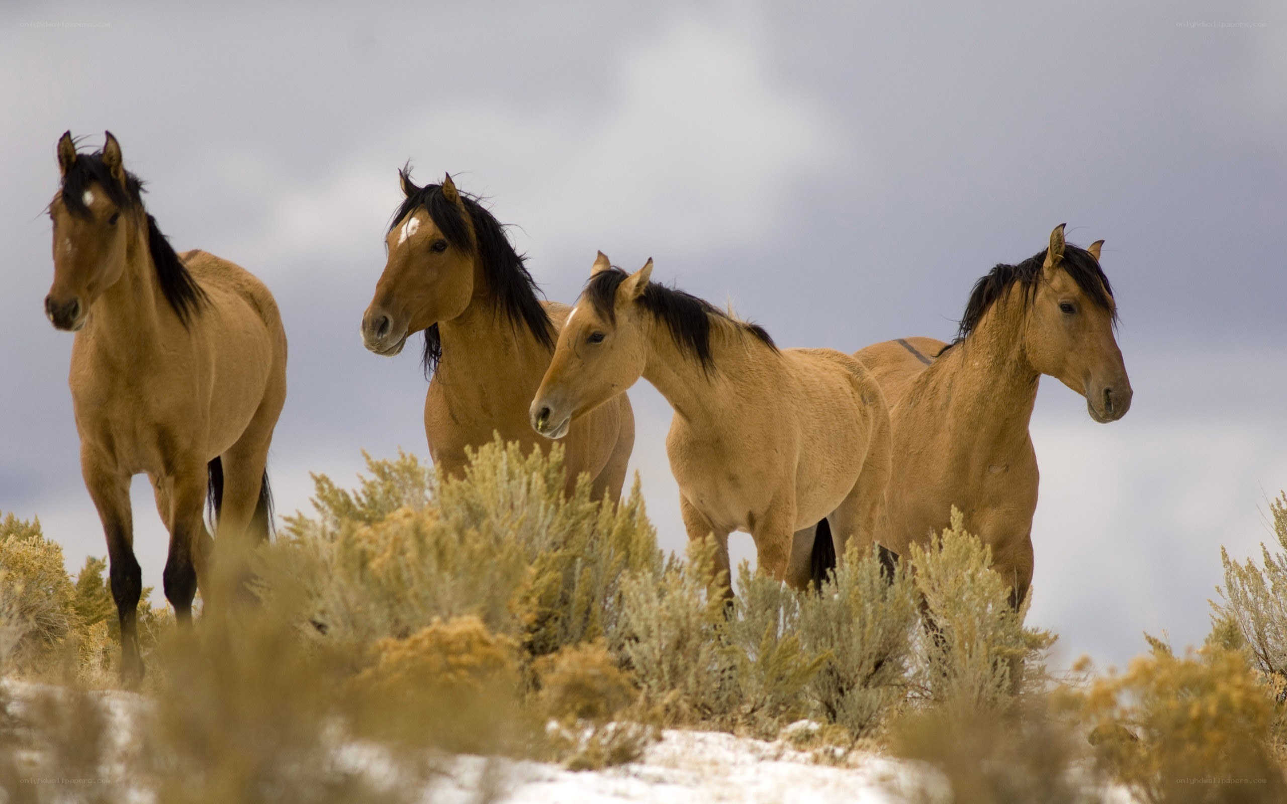 wild horses in the desert