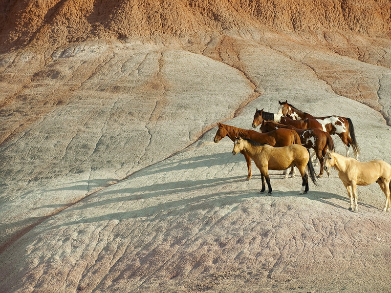Wild Horses on a Slope