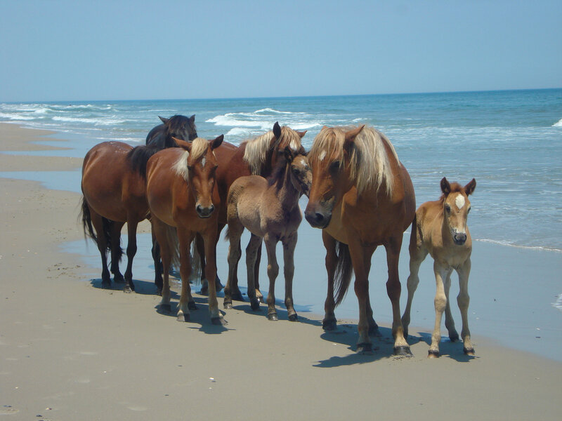 Wild Horses on Beach — Brown