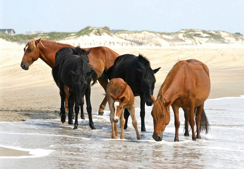 Wild Horses on Beach