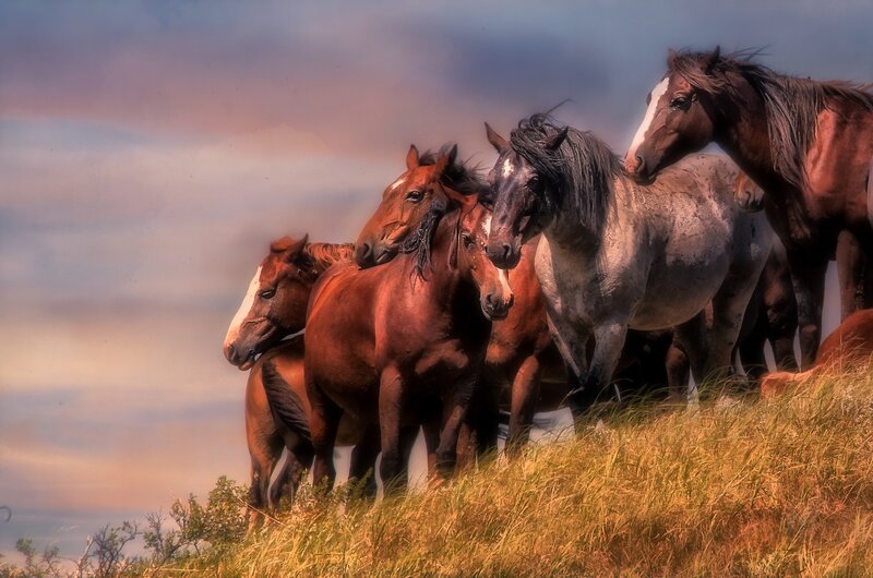 Wild Horses on Hillside
