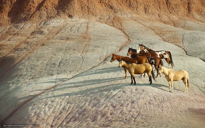 Wild Horses on Rock — Brown, Serene