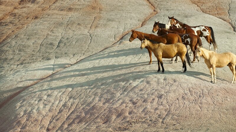 Wild Horses on Rock — Brown