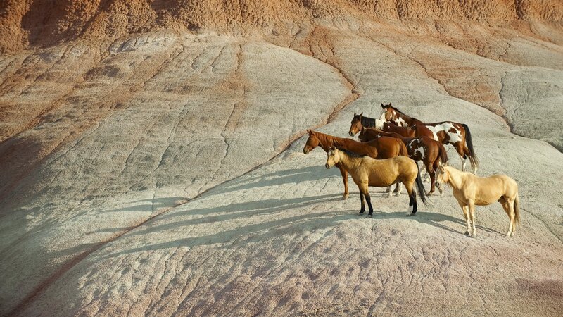 Wild Horses on Rock