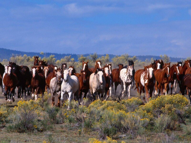 Wild Horses Running — Blue, Dynamic, Afternoon, Photograph