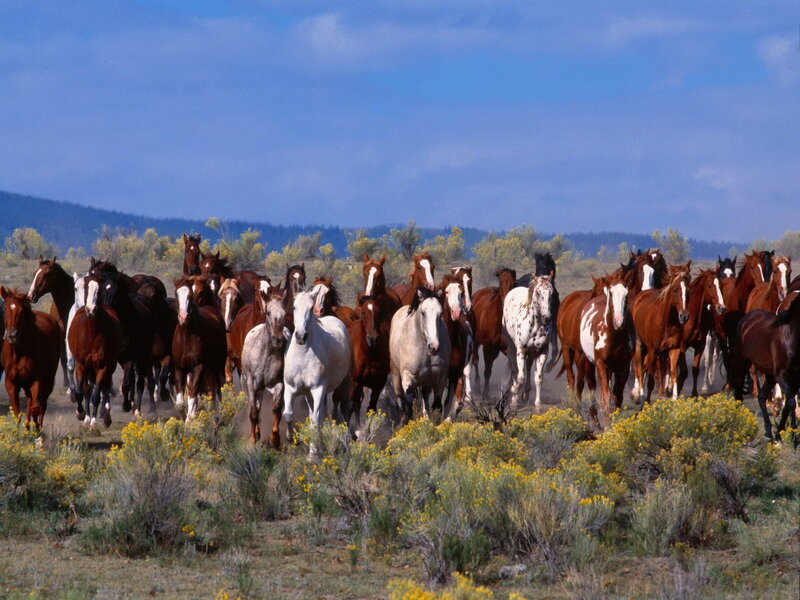 Wild Horses Running — Blue, Dynamic, Afternoon