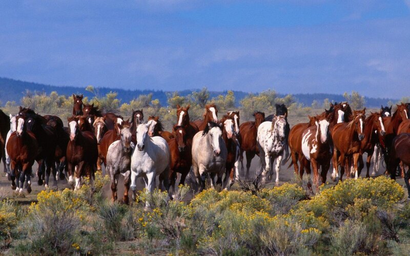 Wild Horses Running — Blue, Dynamic