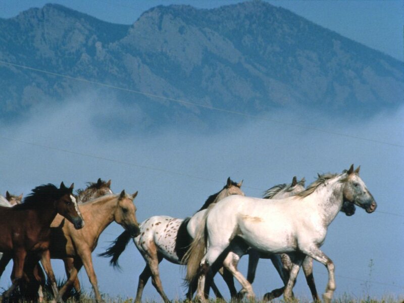 Wild Horses Running — Blue