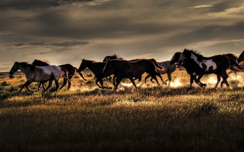 Wild Horses Running — Brown, Dramatic, Sunset