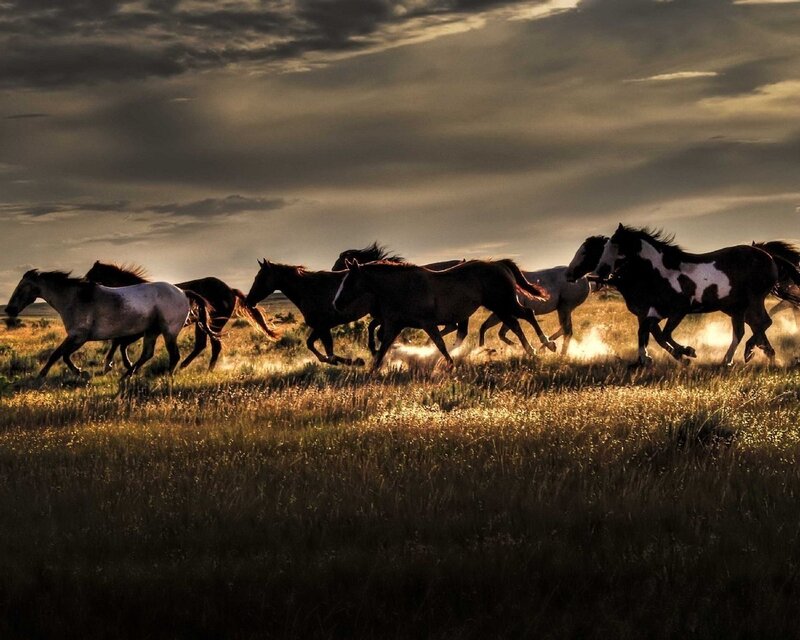 Wild Horses Running — Brown, Dramatic