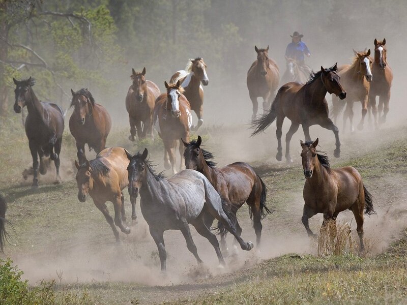Wild Horses Running — Brown, Dynamic, Afternoon, Photograph, Cowboy, Dust