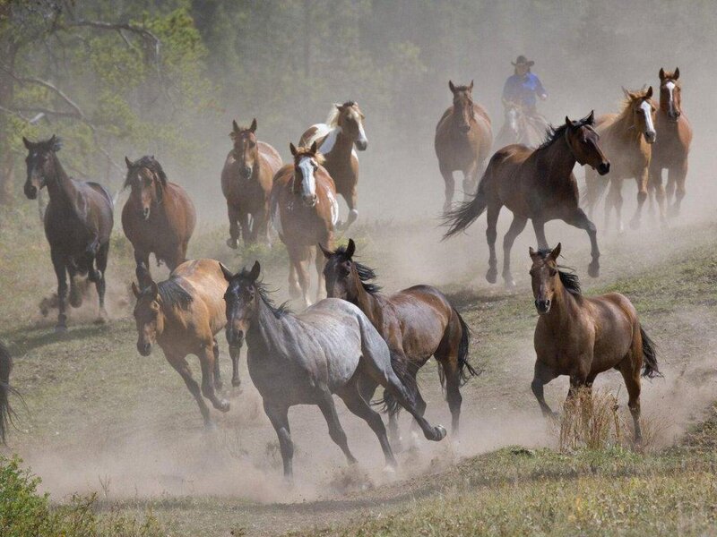 Wild Horses Running — Brown, Dynamic, Afternoon, Photograph, Cowboy, Dust, Trees