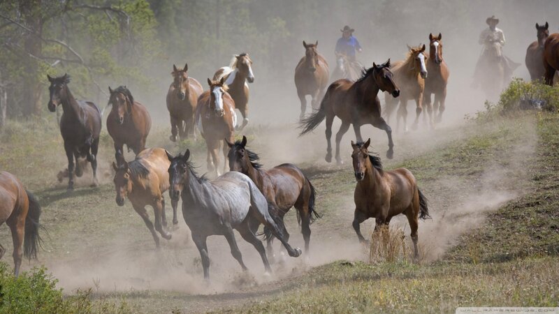 Wild Horses Running — Brown, Dynamic, Afternoon, Photograph, Cowboys, Dust