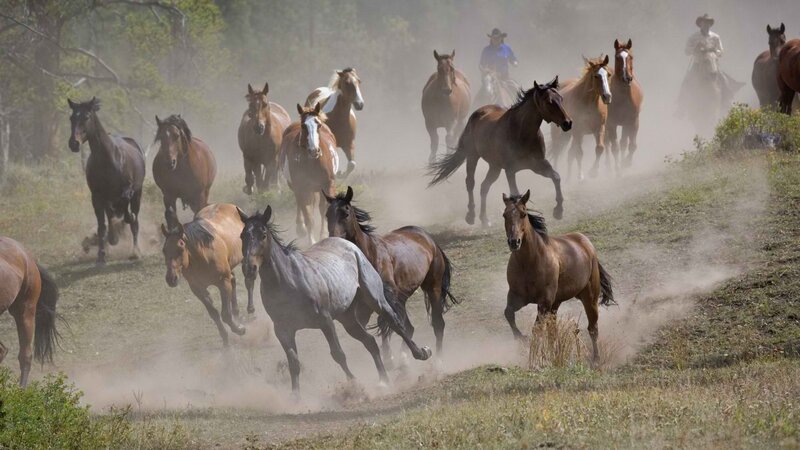 Wild Horses Running — Brown, Dynamic, Afternoon, Photograph, Cowboys, Dust, Trees