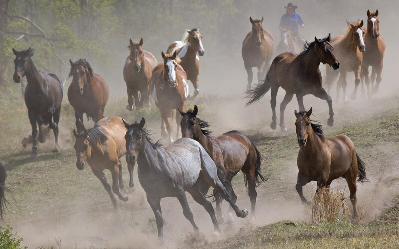 Wild Horses Running — Brown, Dynamic, Afternoon, Photograph, Dust, Cowboy