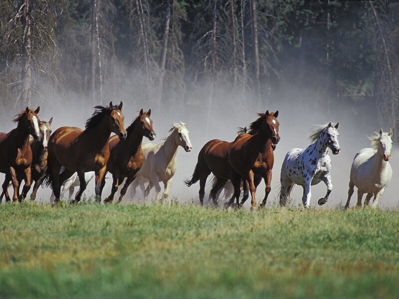 Wild Horses Running — Brown, Dynamic, Afternoon, Photograph, Dust, Forest, Grass, White, Green