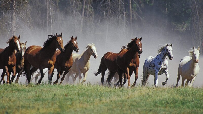 Wild Horses Running — Brown, Dynamic, Afternoon, Photograph, Dust, Grass