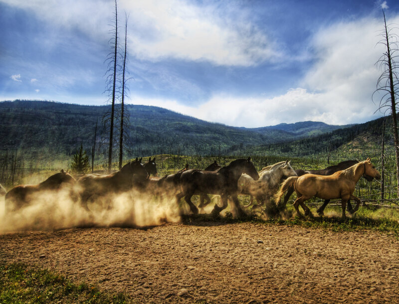 Wild Horses Running — Brown, Dynamic, Afternoon, Photograph, Dust, Mountains, Trees, Blue