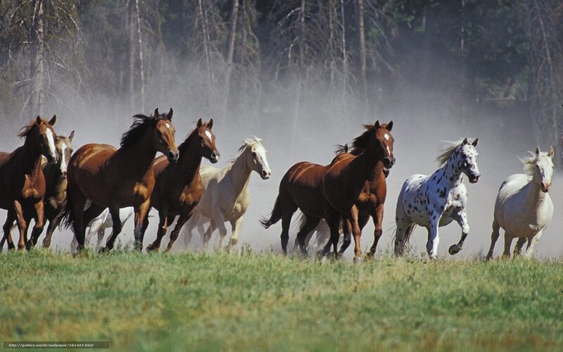 Wild Horses Running — Brown, Dynamic, Afternoon, Photograph, Dust, Trees