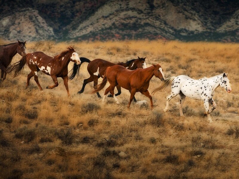 Wild Horses Running — Brown, Dynamic, Afternoon, Photograph, Grassland, Mountains