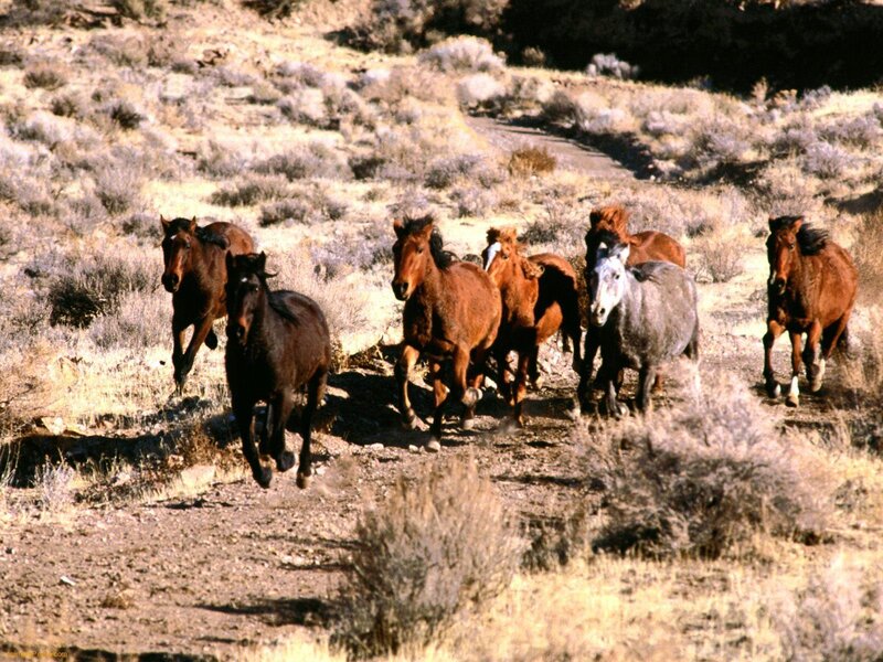 Wild Horses Running — Brown, Dynamic, Afternoon, Photograph