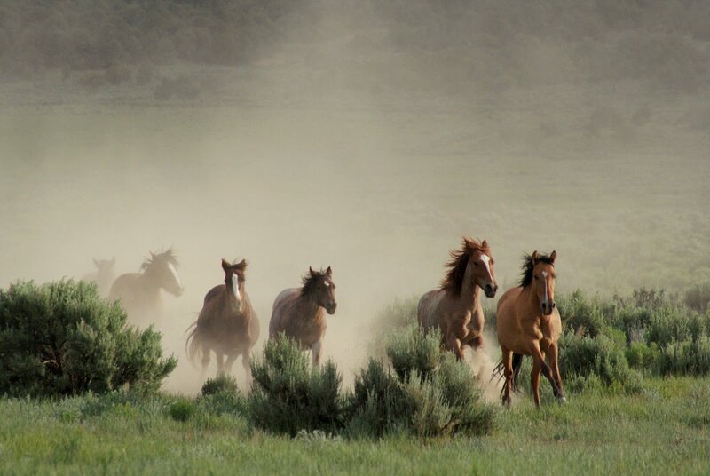 Wild Horses Running — Brown, Dynamic, Afternoon
