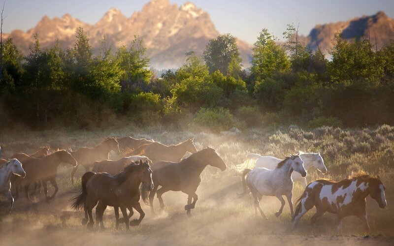 Wild Horses Running — Brown, Dynamic, Morning, Photograph