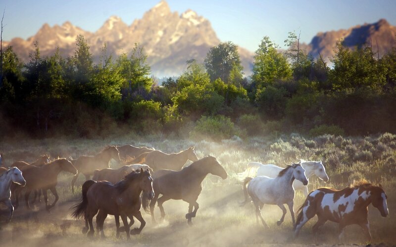 Wild Horses Running — Brown, Dynamic, Morning