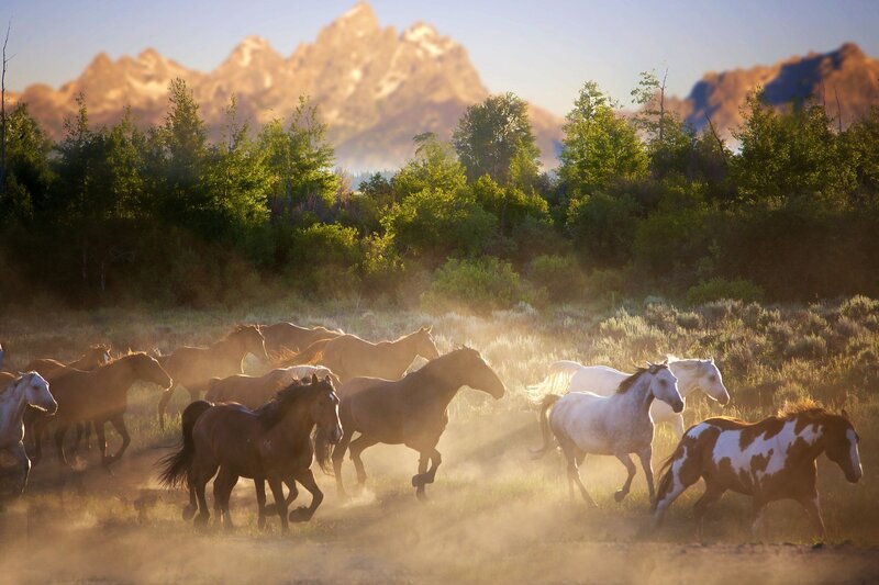 Wild Horses Running — Brown, Dynamic, Sunrise, Photograph