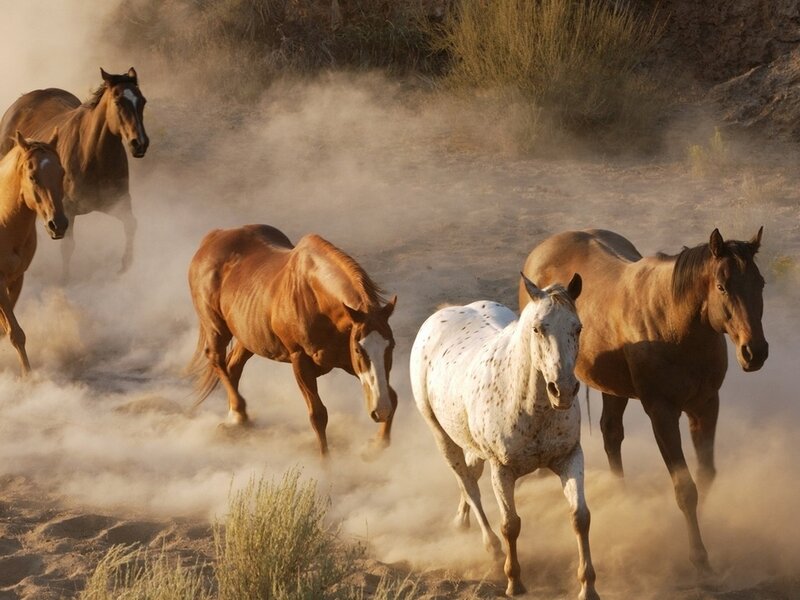 Wild Horses Running — Brown, Dynamic, Sunrise