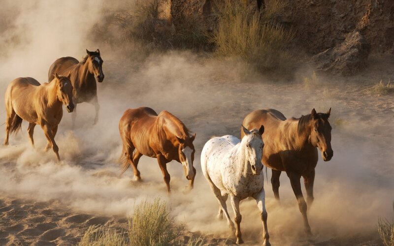 Wild Horses Running — Brown, Dynamic, Sunset, Photograph, Dust, Desert