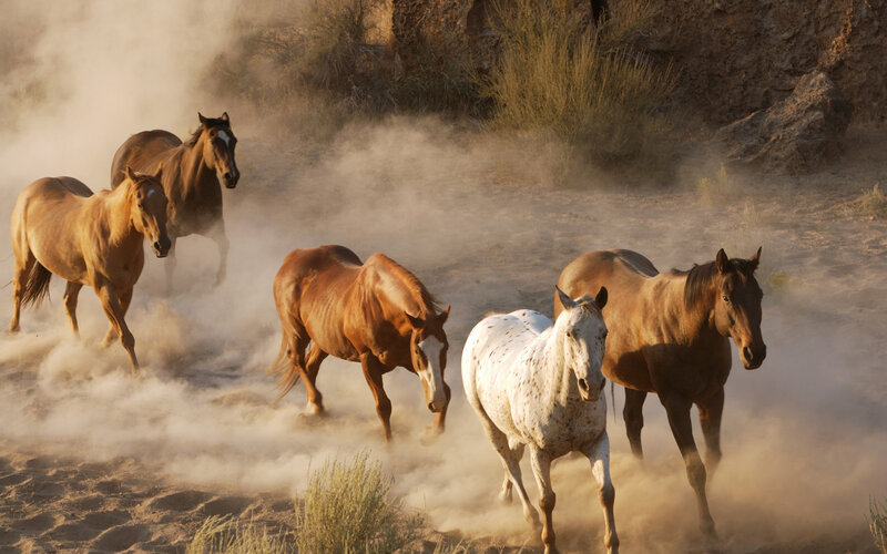 Wild Horses Running — Brown, Dynamic, Sunset, Photograph, Dust