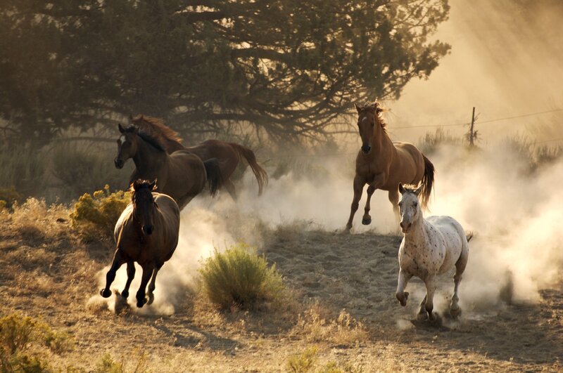 Wild Horses Running — Brown, Dynamic, Sunset, Photograph, Dust, Trees