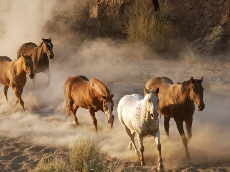 Wild Horses Running — Brown, Dynamic, Sunset, Photograph