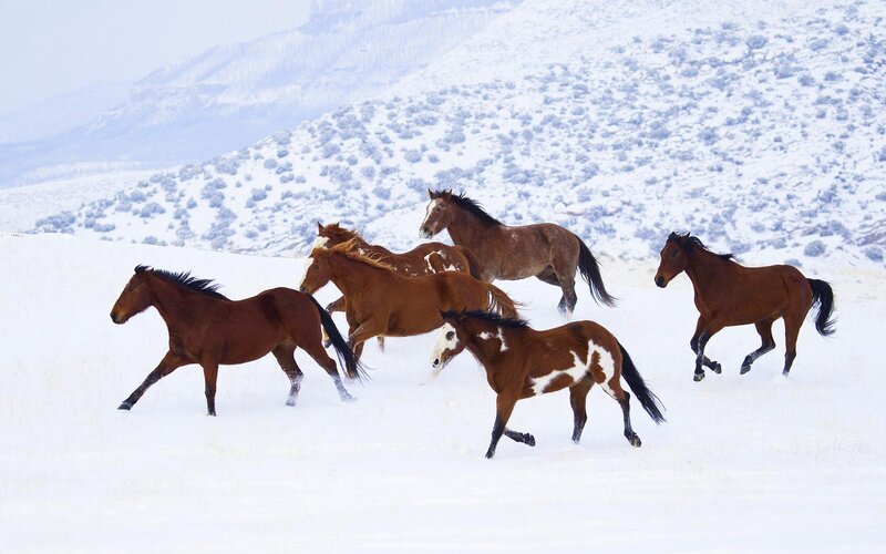 Wild Horses Running — Brown, Dynamic, Winter, Photograph