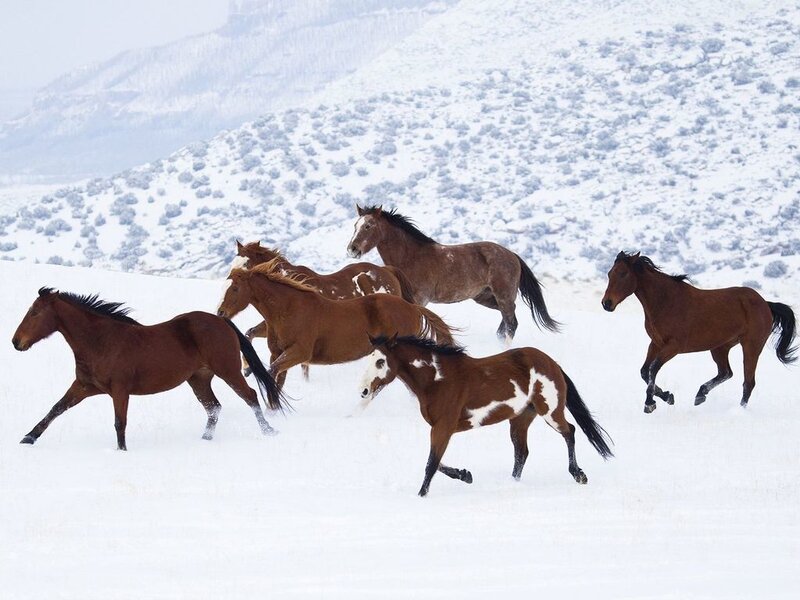 Wild Horses Running — Brown, Dynamic, Winter