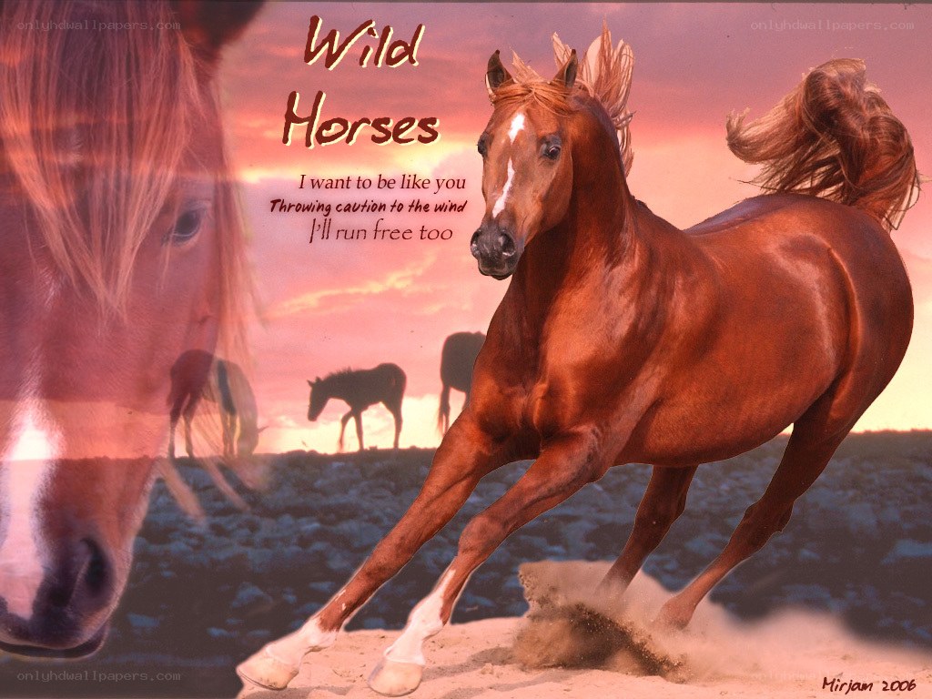 Wild Horses Running Free