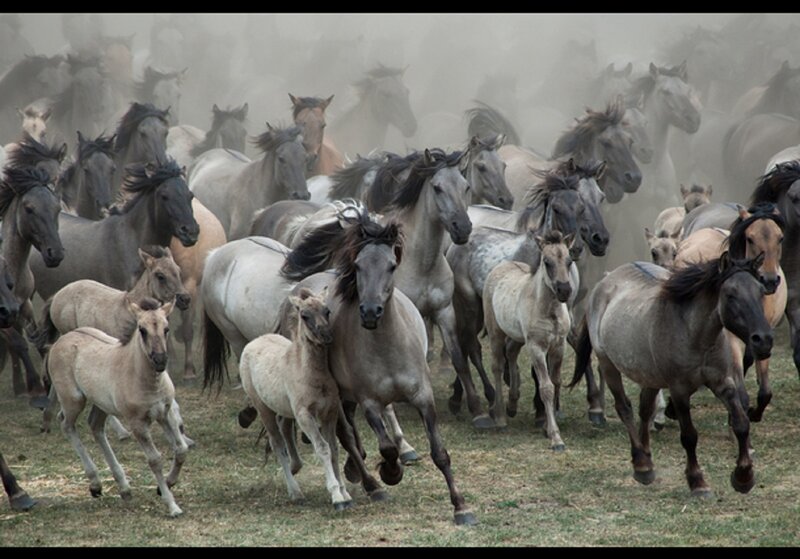 Wild Horses Running — Gray, Dynamic