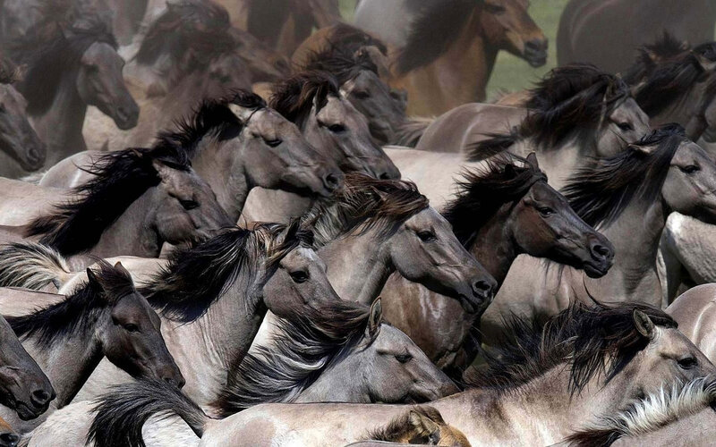 Wild Horses Running — Gray