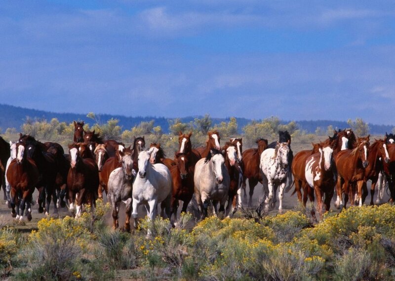 wild horses running in a field