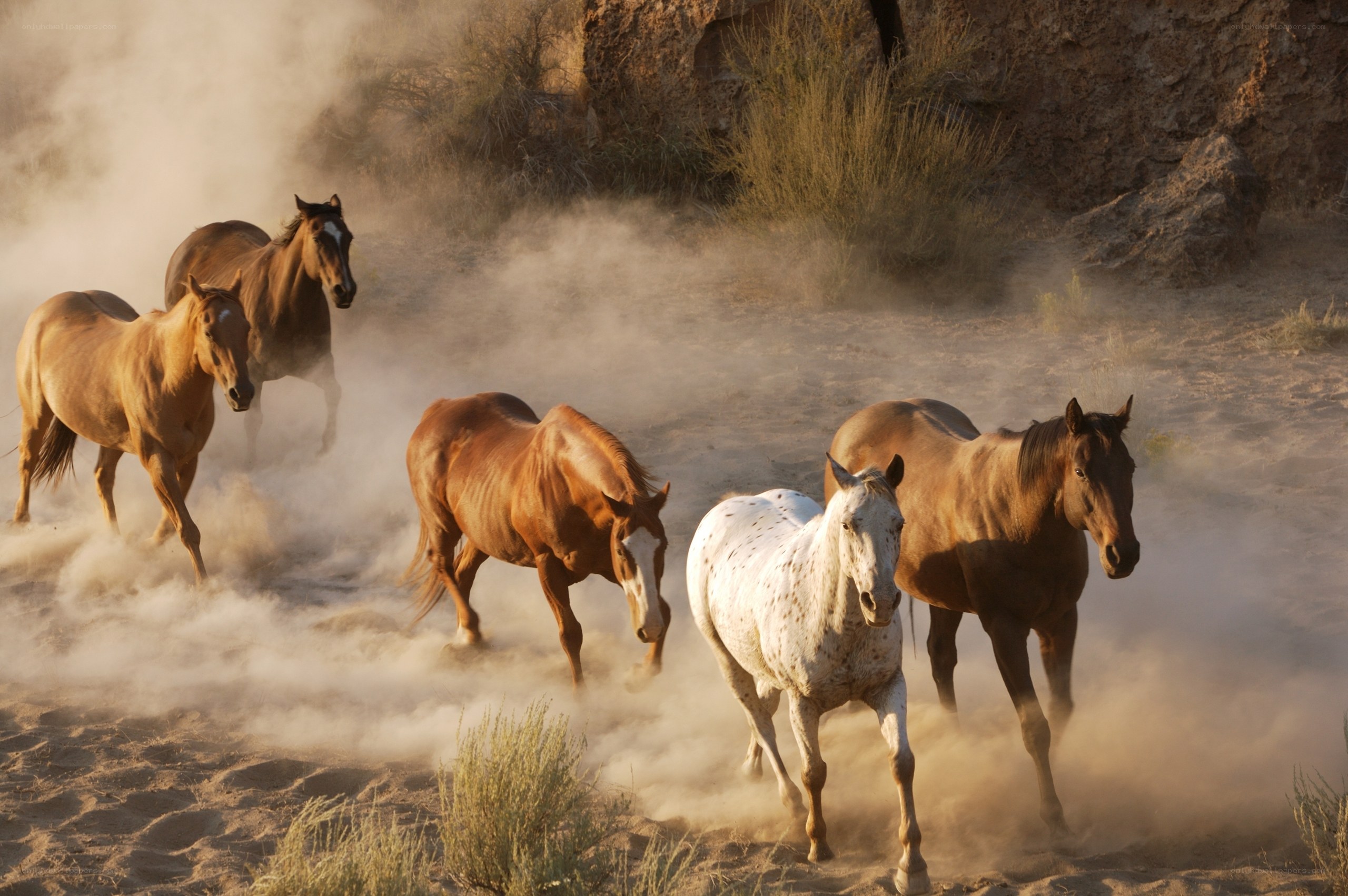 Wild horses running in dust