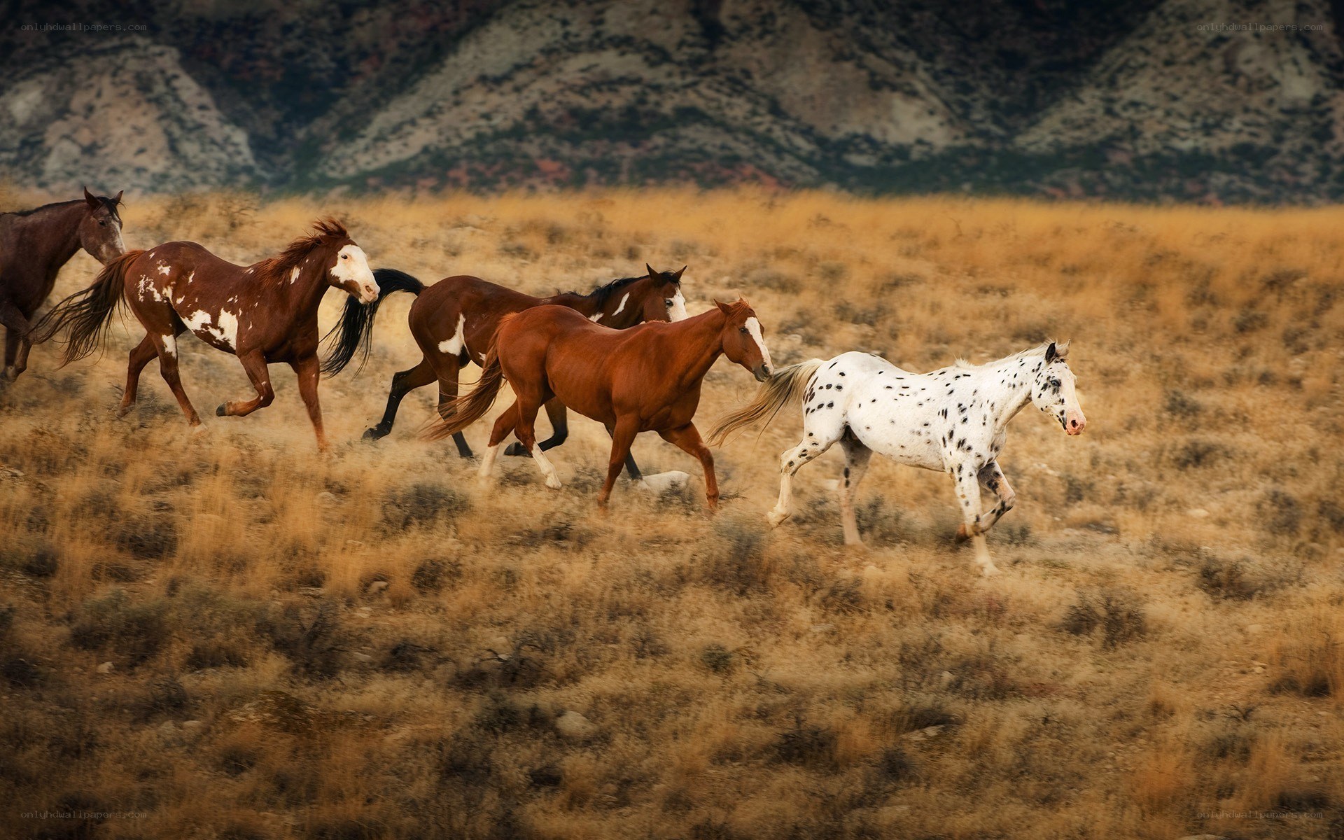 wild horses running in field