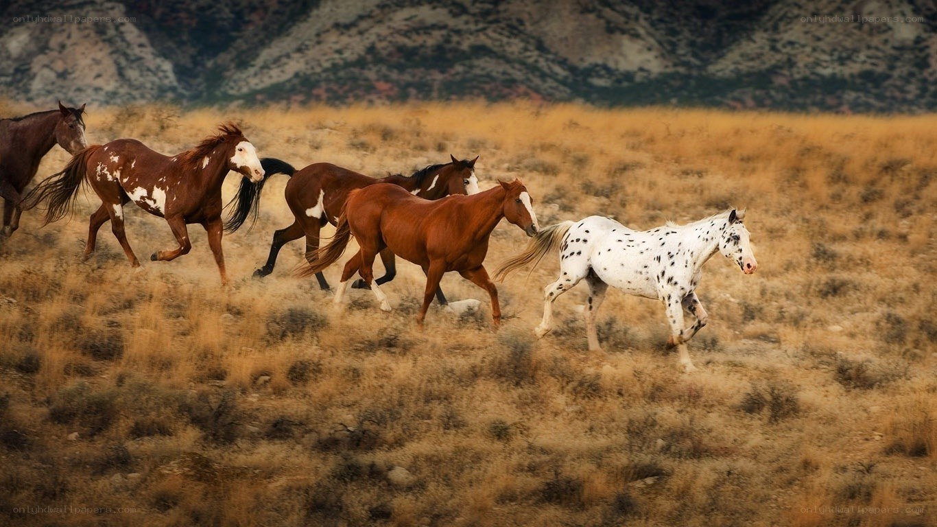 wild horses running in field