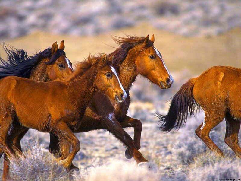 Wild Horses Running