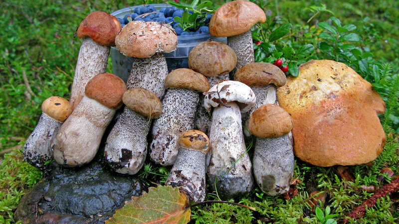 Wild Mushrooms and Berries
