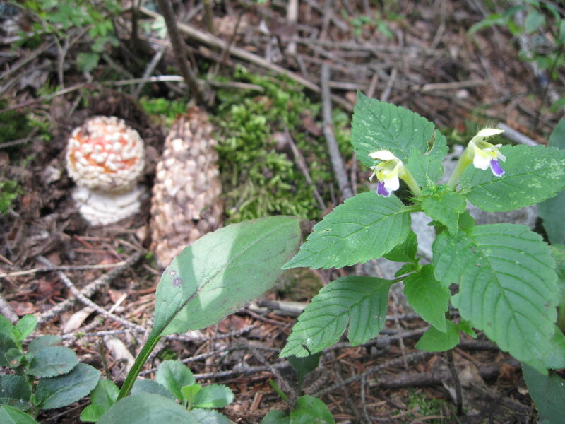 Wild Mushrooms and Flowers