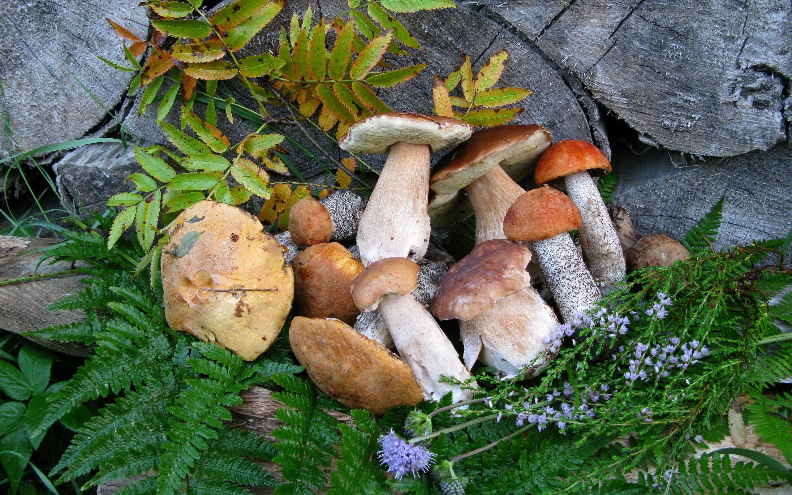 wild mushrooms on a log