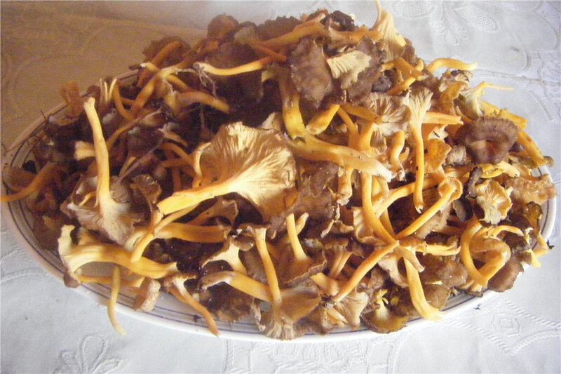 Wild Mushrooms on a Plate